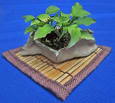 Miniature hosta at the Bonsai Exhibit