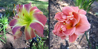 Daylilies: 'After Awhile Crocodile' and 'Micro Chip'