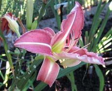 Daylily 'After Awhile Crocodile'