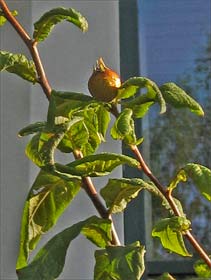 Medlar Tree