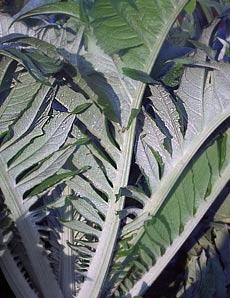 Cardoon