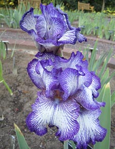 reblooming iris: 'Double Shot'