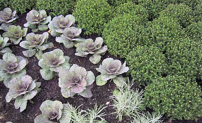 Mums and Cabbage are here