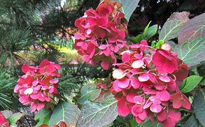 Hydrangea 'Preziosa'