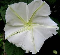Moonflower (Ipomoea alba)