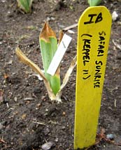 Iris Garden new plantings