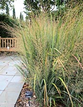 Switchgrass 'Northwind'