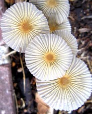 Little Japanese Umbrella mushrooms