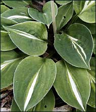 Hosta 'Pandora's Box'