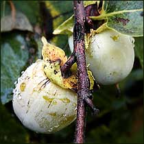 Persimmons