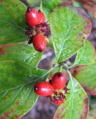 Dogwood berries