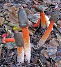 Stinkhorn