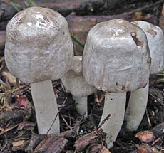 Unknown mushrooms