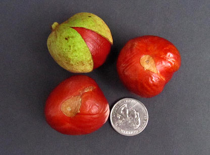 Bottlebrush Buckeye seeds