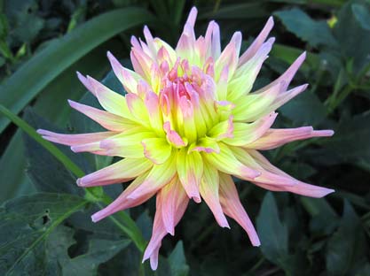 'Star Elite' Dahlia