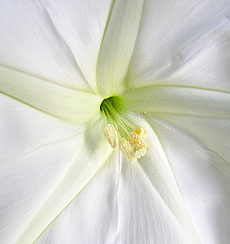 Moonflower 