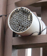 Mason bee nest