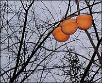 Japanese Persimmons