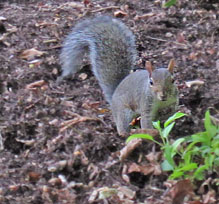 Gray Squirrel