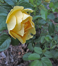 AARS 2011 Winner: 'Walking on Sunshine'