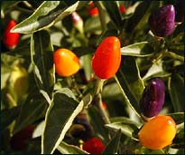 NuMex Twilight Ornamental Peppers 