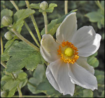 Japanese anemone (Anemone hybrida)