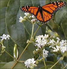 Butterfly on a hyptacodium flower