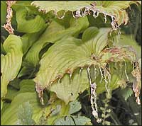 damaged Piedmont hosta leaves