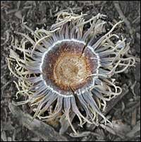 Sawtooth Oak acorn cap