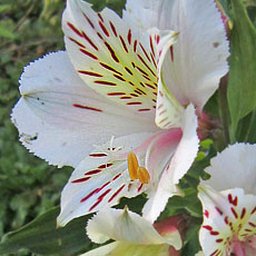 Alstroemeria 'Casblanca'
