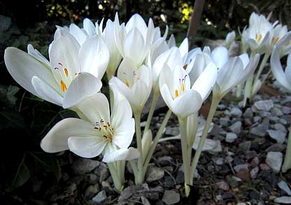 Autumn Crocus 'Album'