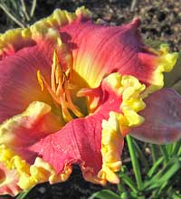 a summer daylily out of season