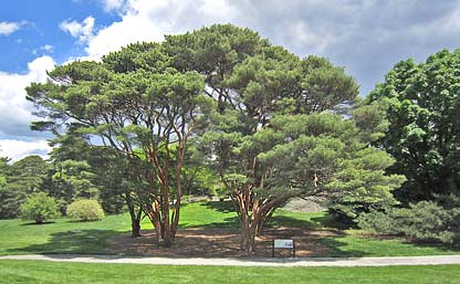 Tanyosho Pines at the New York Botanical Garden