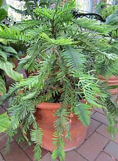Wollemi Pine