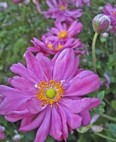 Japanese anemone 'Prinz Heinrich'