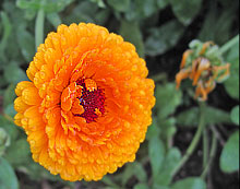 Calendula