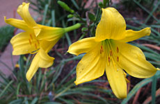 Daylily Gracilis