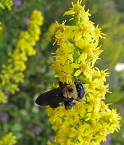 Inactive bee on a goldenrod
