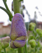 Aconite bud