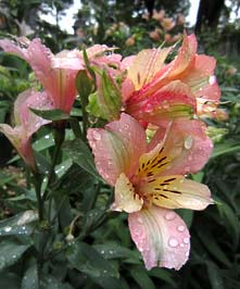 Alstromeria 'Inca Ice'