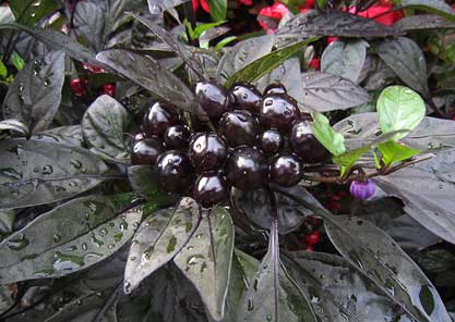 'Black Pearl' ornamental pepper