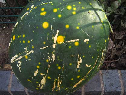 'Sun and Moon' Watermelon