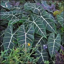 Alocasia 'Frydek'