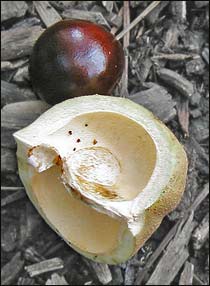 Red Buckeye
