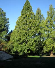 Dawn Redwood 'Raven'
