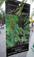 Darn Redwood 'Raven'