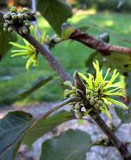 Witchhazel (Hamamelis virginia)