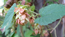 Hops ripening on the vine