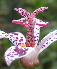 Toad Lily