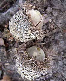 Acorns for Bur Oak